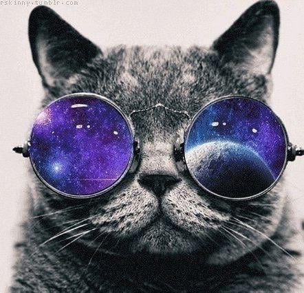 large.cat_with_space_glasses2.jpg.d0ed2a