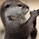 otterbyte