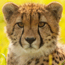 Cheetah