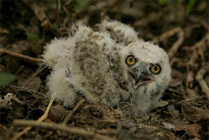 Baby_Owl_Owlet.jpg.a3df9088643f8d472bdc40c631437546.jpg