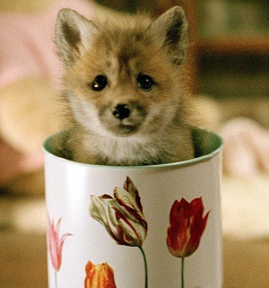 baby-fox-in-a-cup.jpeg