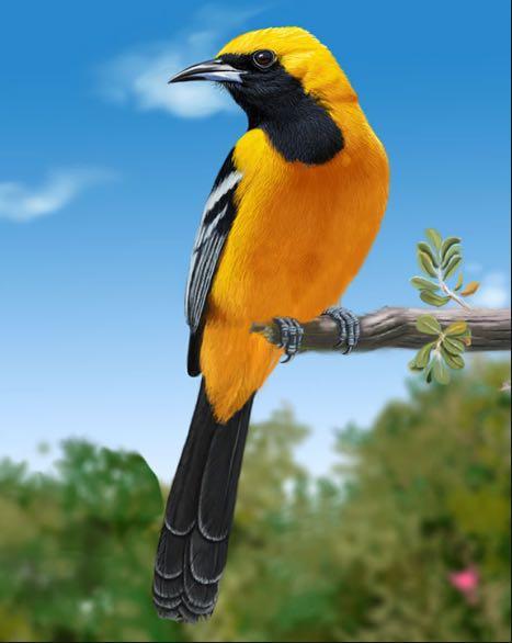 oriole.jpg.cca7b304ca8651fa2d2d72680278eb3e.jpg