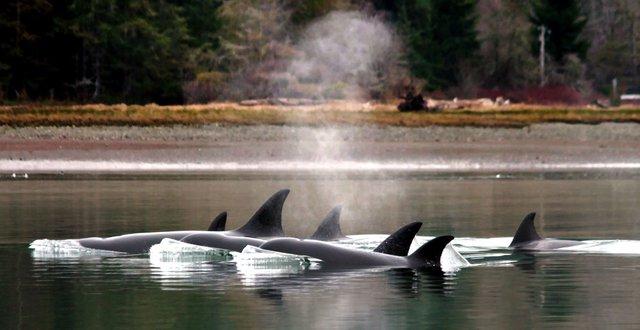 orcas.jpg.bd48dff3e28ba779172cac1983a12588.jpg