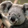 Koaladle